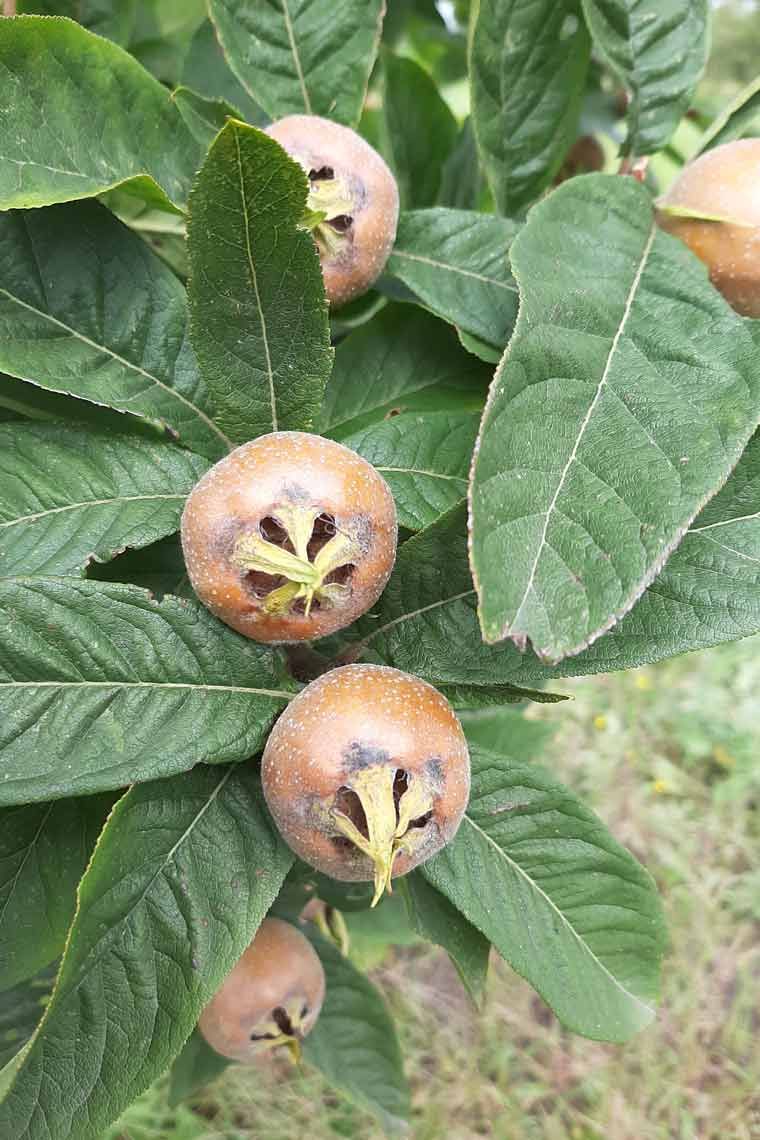 Obstbäumen mit köstlichen Sorten für die Schnapsherstellung - Memmels Schnapsidee